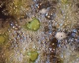 小芋の抹茶揚げ作り方8写真
