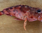 ふっくら京風 ガシラ（カサゴ）の煮つけ作り方1写真