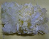 二歳児 vs 野菜ひじき炒飯作り方1写真