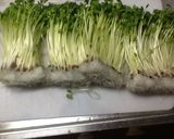 シャキシャキ☆かいわれ大根のおひたし作り方1写真