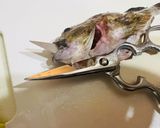 フードドライヤーでガシラ煮干し（カサゴ）作り方2写真