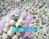 大寒～節分に寒仕込み❤マイ味噌つくろ♪作り方14写真