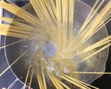 貧乏学生の☆青海苔とチーズのスパゲティ作り方2写真