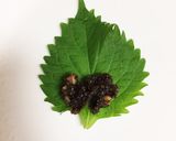 懐かしの味 クルミ味噌の大葉巻き作り方3写真