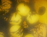 簡単作りおき＊鶏胸肉と里芋・ひじきの煮物作り方8写真