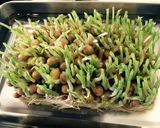 豆苗と根菜の白和え作り方9写真