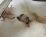 いかと青パパイヤの塩だれ風サラダ作り方7写真