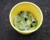 【農家のレシピ】白菜の漬物作り方2写真