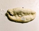 HBで簡単!三つ編みレーズンパン*作り方4写真