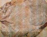 鶏モモ肉のガーリックステーキ作り方4写真