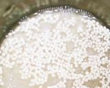 押し麦と牛肉を使った料理です。(ハリム)作り方2写真