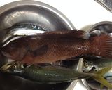 コブダイの刺身作り方1写真
