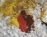 カレー伝導師&肉マニア！男のドライカレー作り方10写真