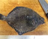 サメガレイの刺身作り方1写真