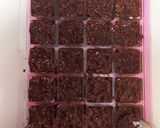 子供が作れる！簡単バレンタインチョコ2種作り方10写真