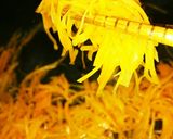 簡単!人参のキンピラ風作り方3写真