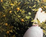 きんかんの甘露煮作り方1写真