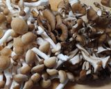 簡単!鶏ささみと白菜の和風煮*ポン酢風味作り方1写真