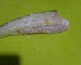 旨い！せせりと茄子のはさみ揚げ作り方3写真