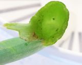 冷凍保存で便利 細ねぎ作り方2写真