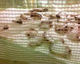 干し蛸と干し椎茸の炊き込みご飯作り方1写真