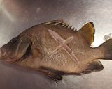 タモリの煮付け作り方4写真
