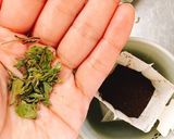 お砂糖なし☆ミントコーヒーゼリー作り方2写真