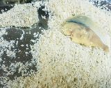 *鯖の文化干しカツレツ*作り方7写真