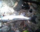即席！簡単！お手軽！シーバスの昆布締め作り方1写真