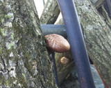採りたてしいたけの和らぎ茶碗蒸し作り方1写真