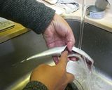 キッチンはさみdeさんまcooking♪作り方6写真