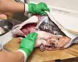 大きい魚の捌き方*応用ききます*作り方9写真