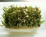 豆苗とベーコンの塩コショウ炒め作り方5写真