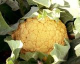 ❀カリフラワーと人参❀のカレーマリネ作り方17写真