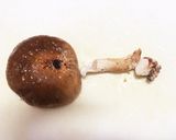 簡単 ブダイのホイル蒸し磯仕立て作り方4写真