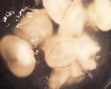香菜と胡瓜の水餃子作り方12写真