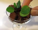 簡単だぜ！生チョコナッツ♡バレンタイン作り方14写真