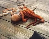 タコのガーリックバターソテー☆作り方1写真