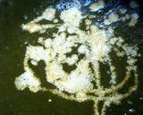 パラクチキン（サグチキン）作り方14写真