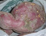 さつまいも×寒天＝和菓子。作り方12写真