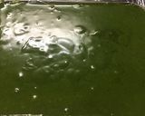 とろける抹茶生チョコ♡作り方4写真