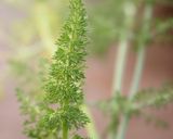 フェンネル香るキャロットラペ作り方13写真