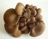 霜降りひらたけの雑炊作り方1写真