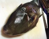 ウマヅラハギのお刺身・肝醤油☆作り方1写真