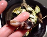 お酒のおともに！カメノテの塩ゆで☆作り方5写真