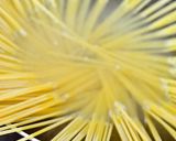 超簡単。ツナときのこのトマトパスタ。作り方6写真
