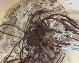 さっぱりチョコチーズケーキ作り方8写真