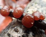 タマキクラゲと大根のさっぱりサラダ作り方1写真