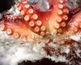 タコの茹で方・お刺身☆作り方7写真