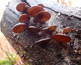 タマキクラゲと大根のさっぱりサラダ作り方6写真